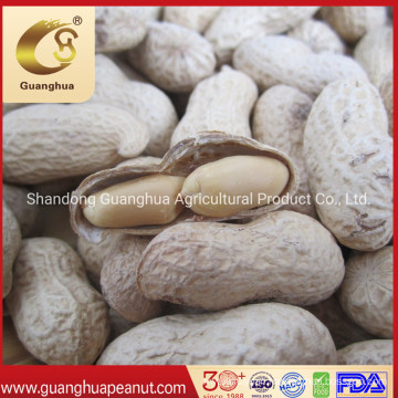 Hot Sales Snack Roasted Peanut in Shell